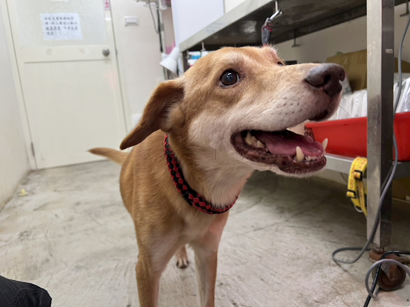 臺北市動物之家,編號:438617, 混種犬          