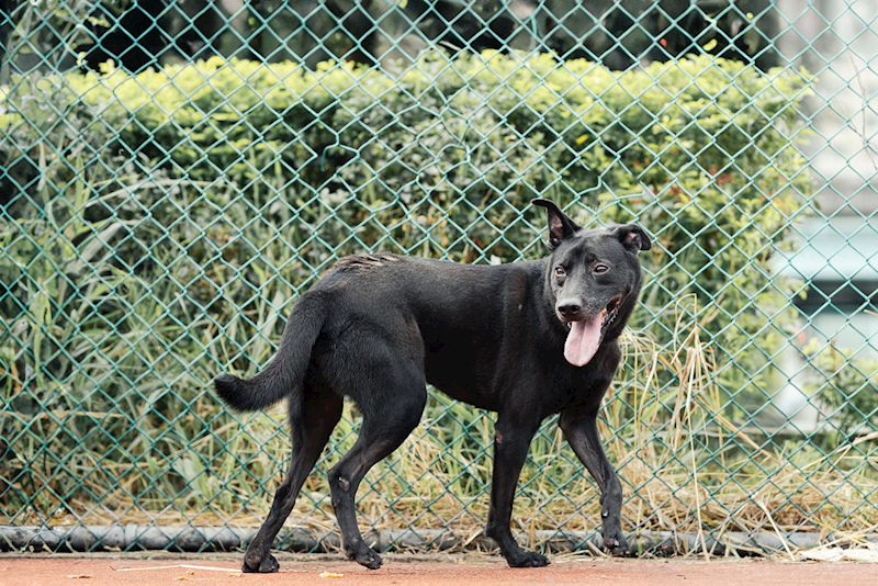 新北市板橋區公立動物之家,編號:91250, 混種犬          