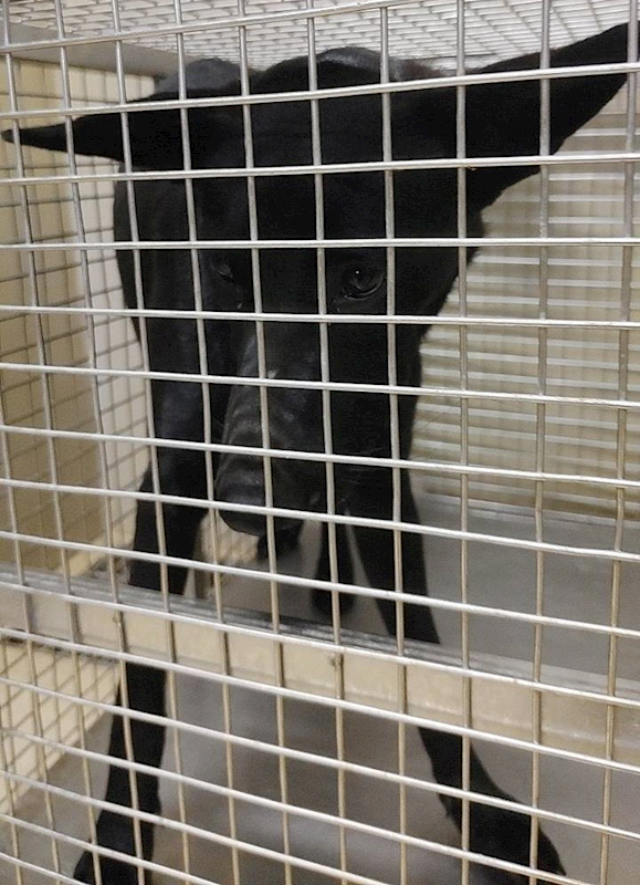 嘉義市動物保護教育園區,編號:431175, 混種犬          