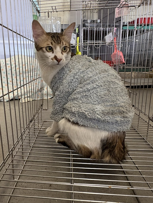 新北市五股區公立動物之家,編號:437343, 混種貓                 