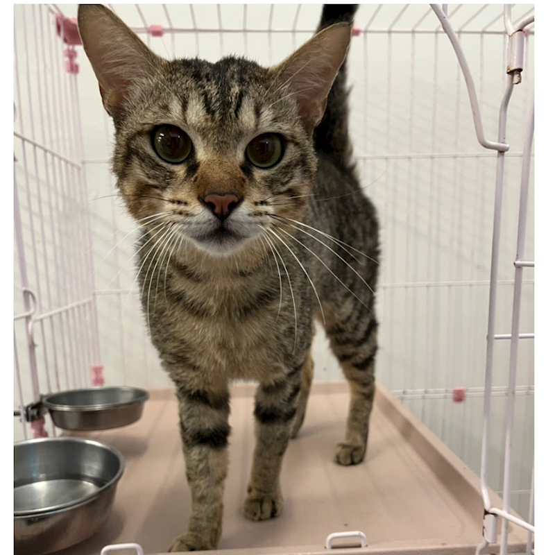 花蓮縣狗貓躍動園區,編號:403075, 混種貓                 