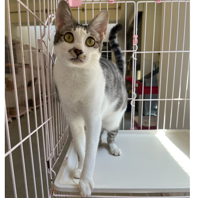 花蓮縣狗貓躍動園區,編號:384790, 混種貓                 