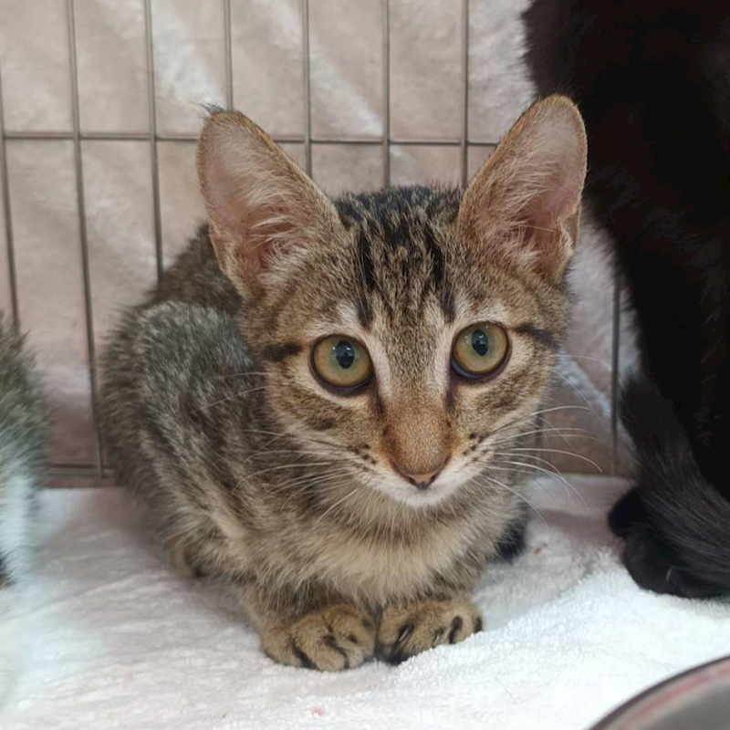 新北市板橋區公立動物之家,編號:432622, 混種貓                 