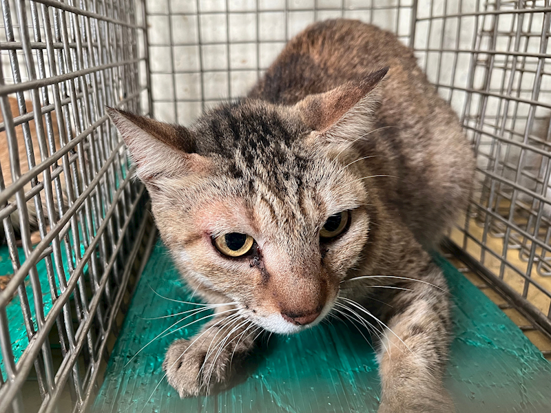 臺北市動物之家,編號:439130, 混種貓                 