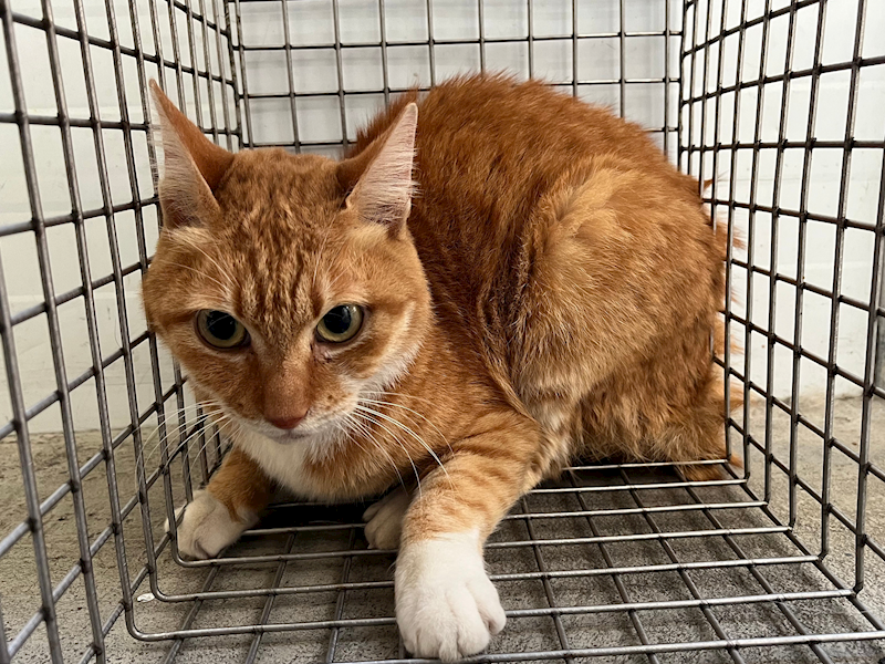 臺北市動物之家,編號:439122, 混種貓                 