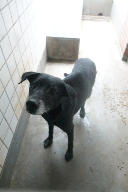 宜蘭縣流浪動物中途之家,編號:439030, 混種犬          