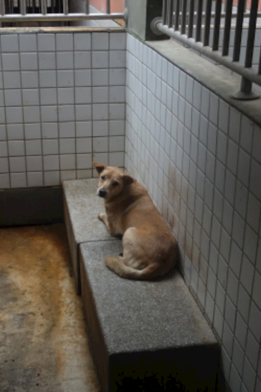 宜蘭縣流浪動物中途之家,編號:439029, 混種犬          