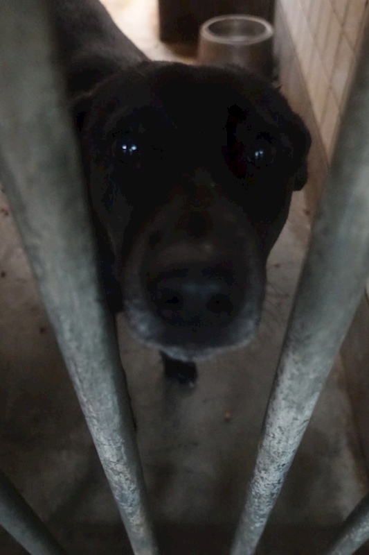 宜蘭縣流浪動物中途之家,編號:439028, 混種犬          