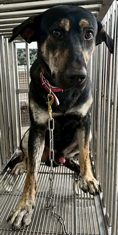 花蓮縣狗貓躍動園區,編號:431846, 混種犬          