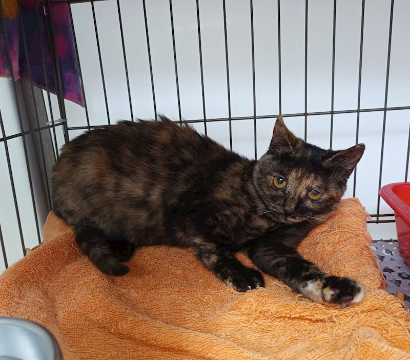 新北市板橋區公立動物之家,編號:439082, 混種貓                 