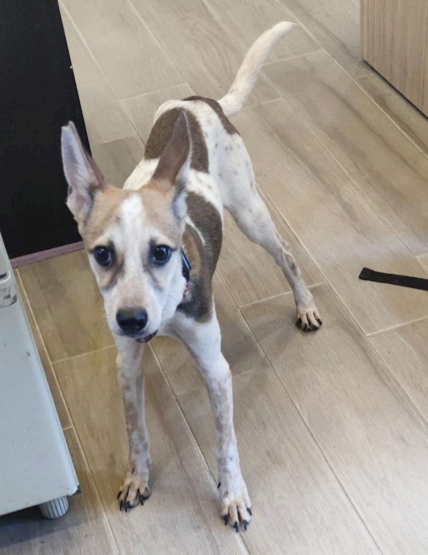 新北市中和區公立動物之家,編號:439071, 混種犬          