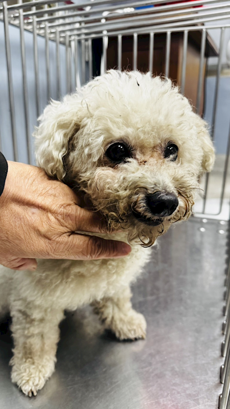 新北市板橋區公立動物之家,編號:437738, 貴賓犬        