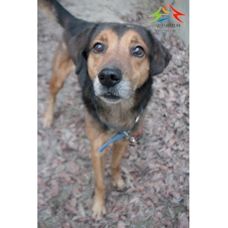 臺中市動物之家后里園區,編號:435835, 混種犬          