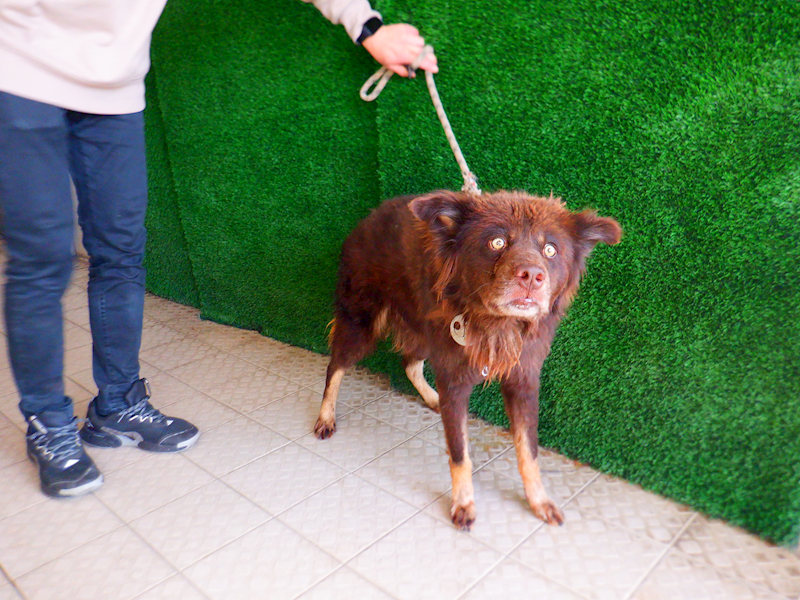 南投縣公立動物收容所,編號:437981, 混種犬          