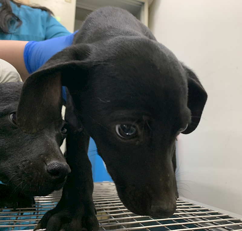 臺北市動物之家,編號:439127, 混種犬          