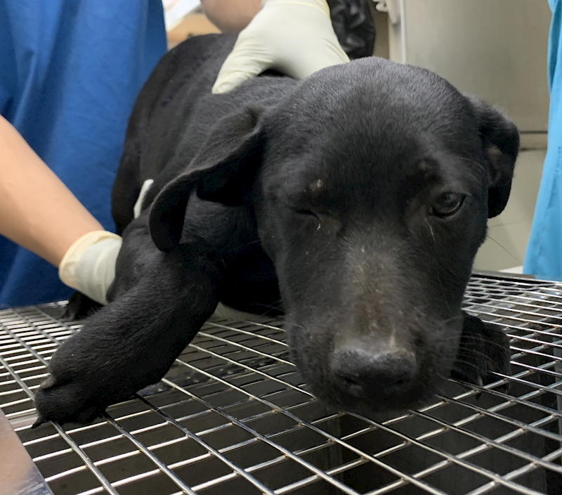 臺北市動物之家,編號:439124, 混種犬          