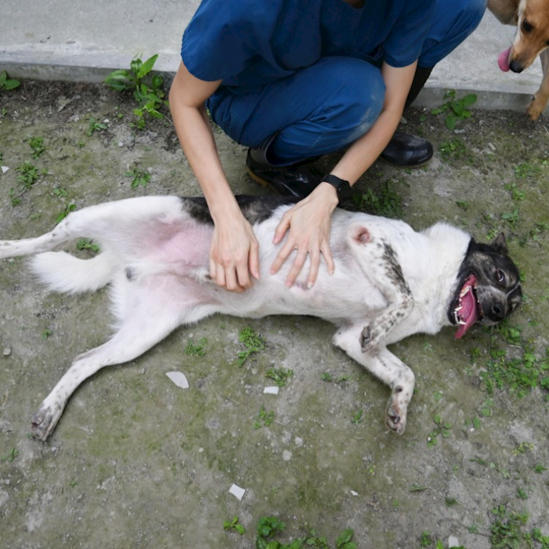 花蓮縣狗貓躍動園區,編號:275320, 混種犬          