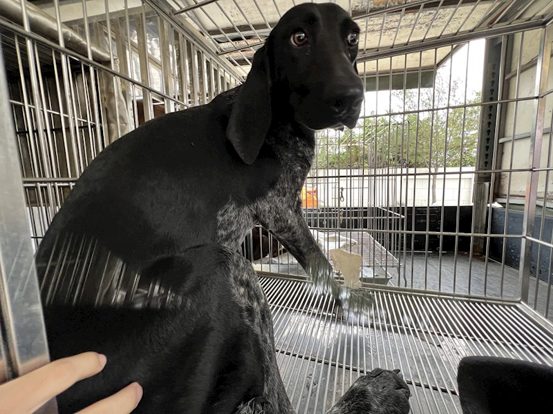 桃園市動物保護教育園區,編號:391912, 波音達指示犬(英系)