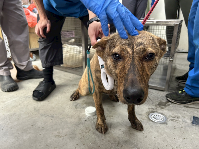 臺北市動物之家,編號:395704, 混種犬          