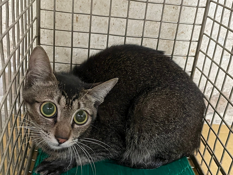 臺北市動物之家,編號:438504, 混種貓                 