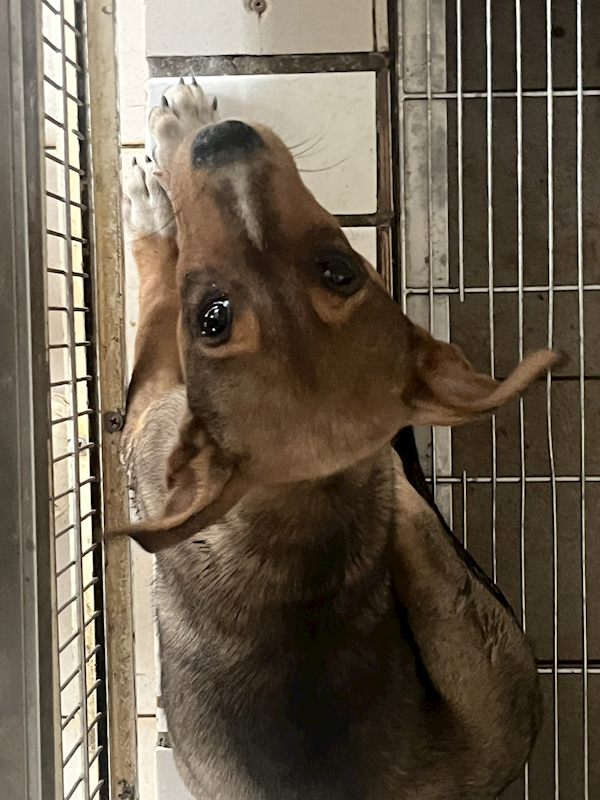 臺南市動物之家善化站,編號:431605, 混種犬          