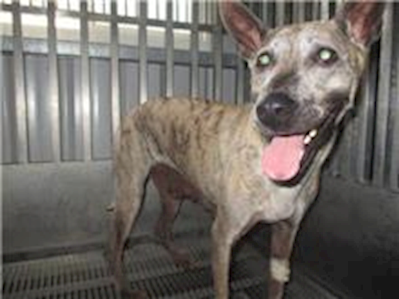 桃園市動物保護教育園區,編號:28934, 混種犬          