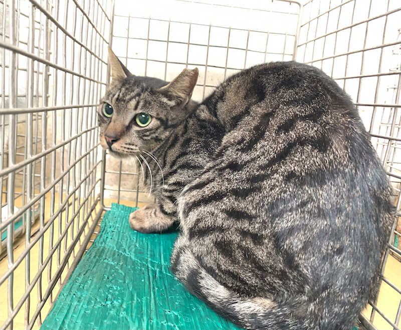 臺北市動物之家,編號:438773, 混種貓                 