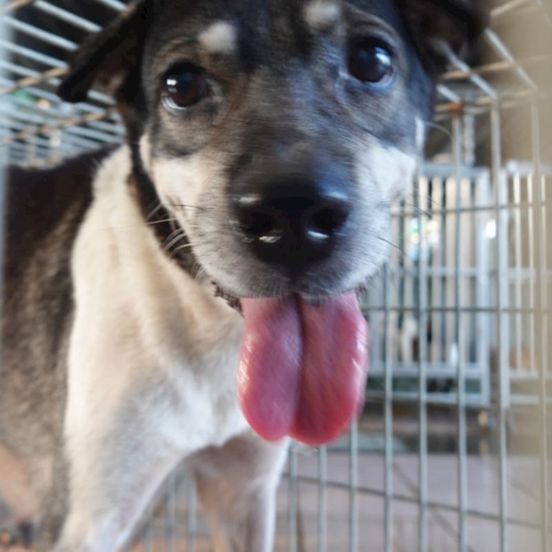 臺南市動物之家灣裡站,編號:423981, 混種犬          