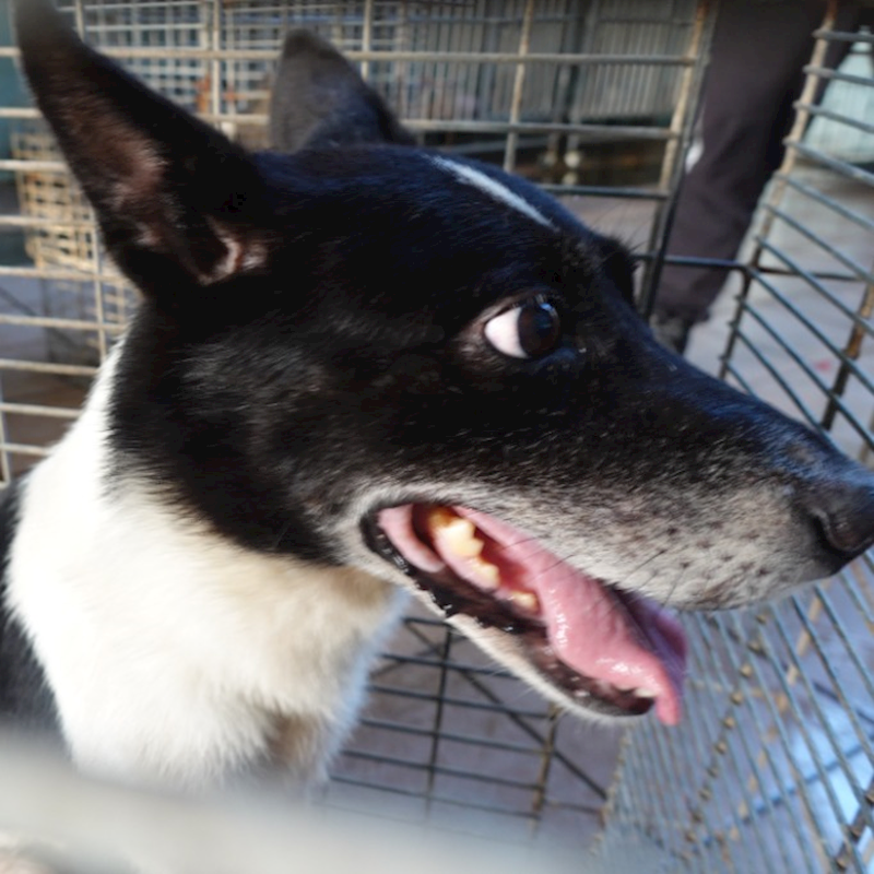 臺南市動物之家灣裡站,編號:423980, 混種犬          