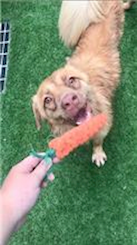 臺南市動物之家灣裡站,編號:100760, 混種犬          