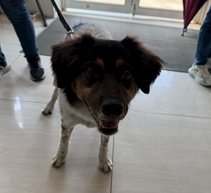 嘉義市動物保護教育園區,編號:418444, 混種犬          