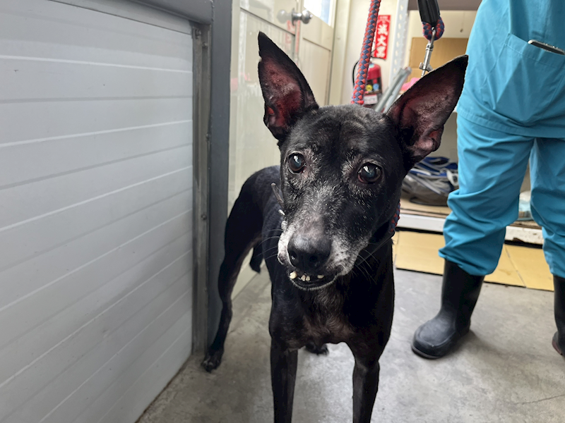 臺北市動物之家,編號:432987, 混種犬          