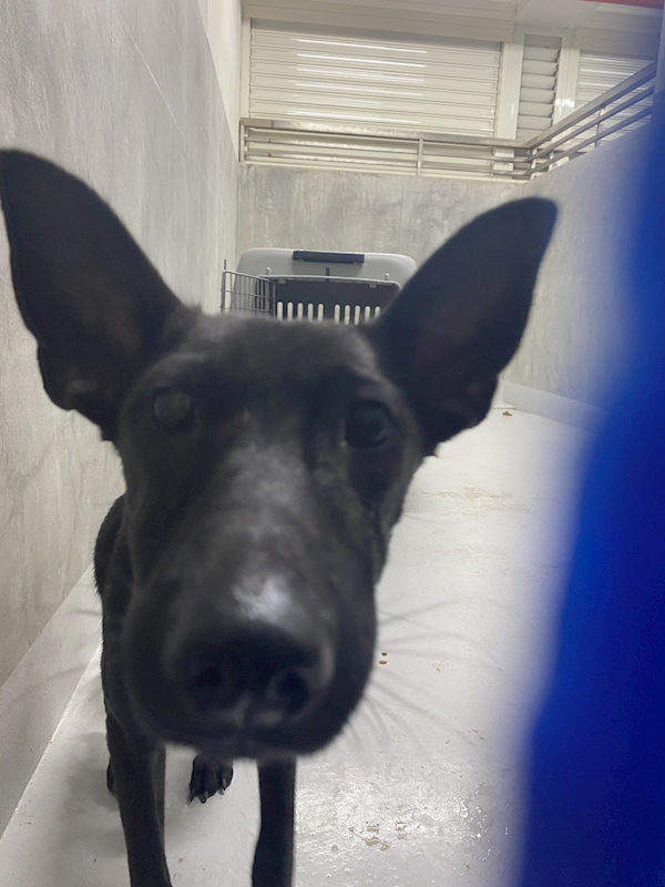 基隆市寵物銀行,編號:434332, 混種犬          