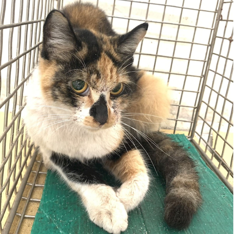 臺北市動物之家,編號:435735, 混種貓                 