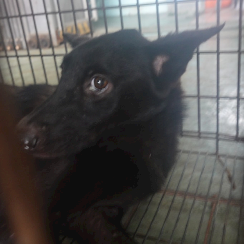 臺南市動物之家灣裡站,編號:412100, 混種犬          