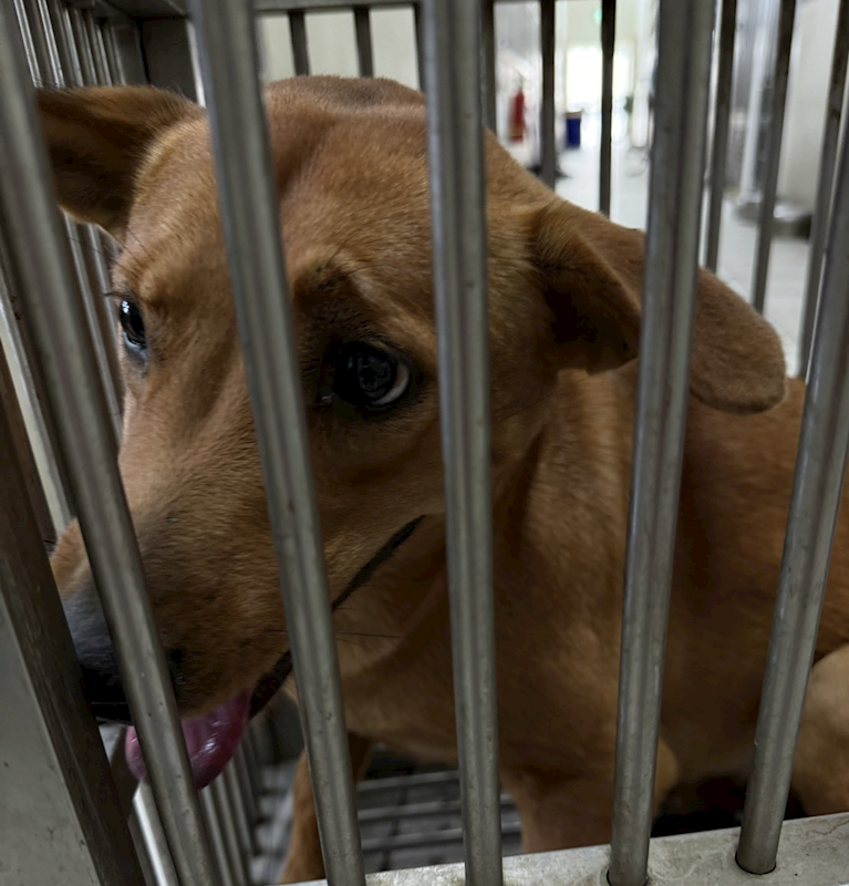 嘉義市動物保護教育園區,編號:437589, 混種犬          