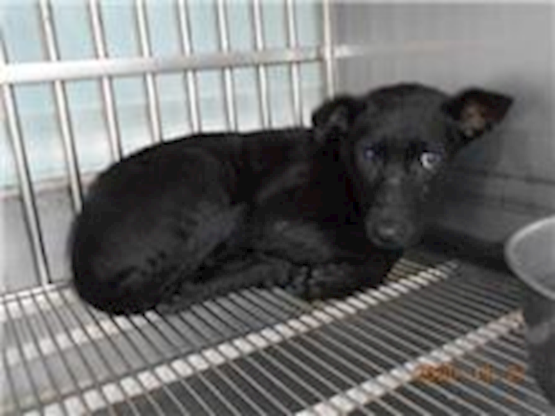 桃園市動物保護教育園區,編號:186305, 混種犬          