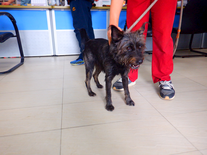 南投縣公立動物收容所,編號:438661, 混種犬          