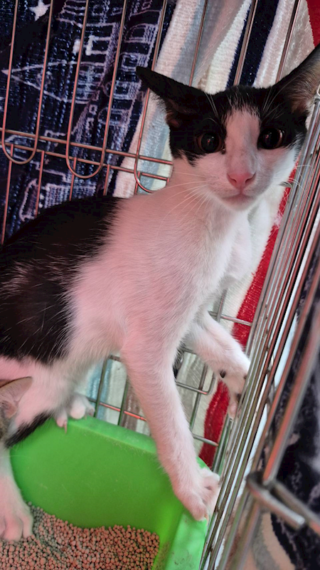 新北市八里區公立動物之家,編號:433356, 混種貓                 