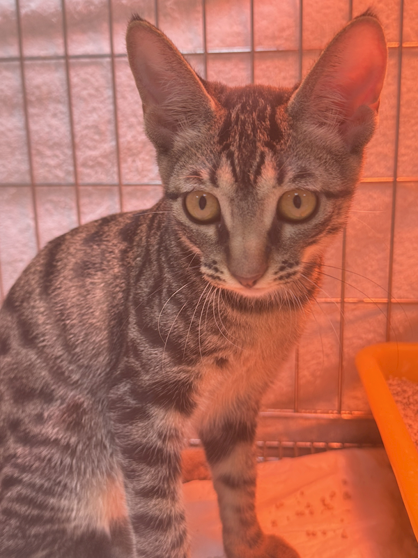 新北市八里區公立動物之家,編號:435336, 混種貓                 