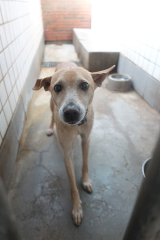 宜蘭縣流浪動物中途之家,編號:439297, 混種犬          