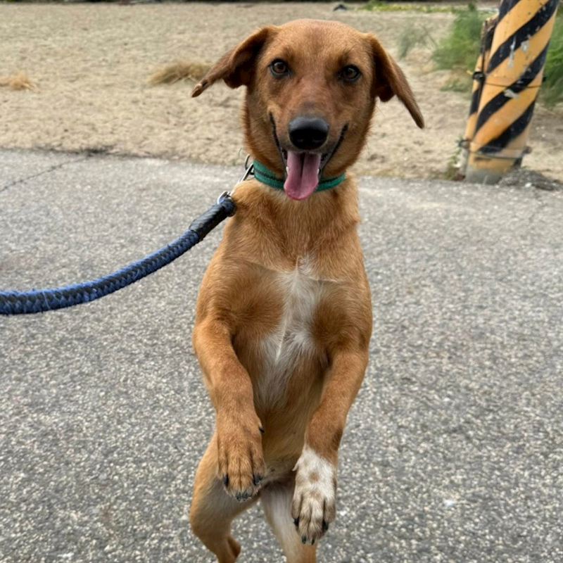 臺南市動物之家灣裡站,編號:403001, 混種犬          