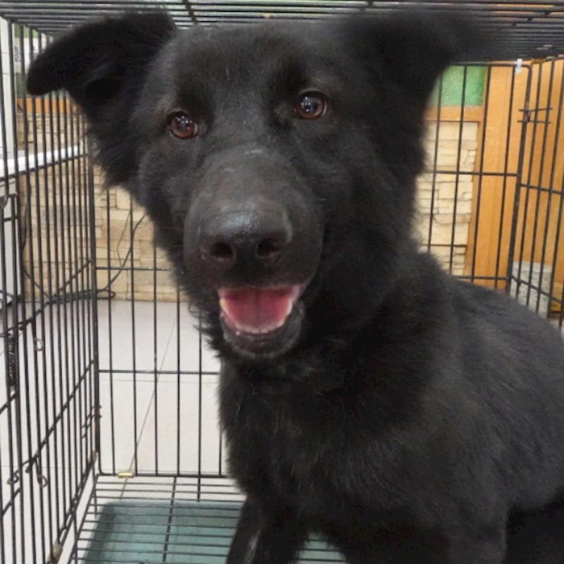 臺南市動物之家灣裡站,編號:439205, 混種犬          