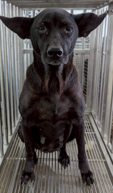 花蓮縣狗貓躍動園區,編號:433411, 混種犬          