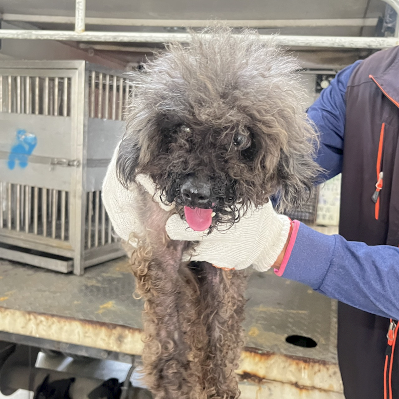 桃園市動物保護教育園區,編號:420556, 貴賓犬        