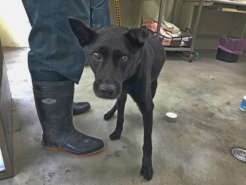 臺北市動物之家,編號:287988, 混種犬          