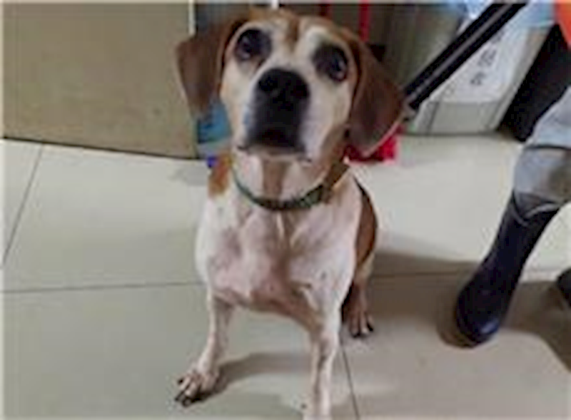 臺北市動物之家,編號:188231, 混種犬          