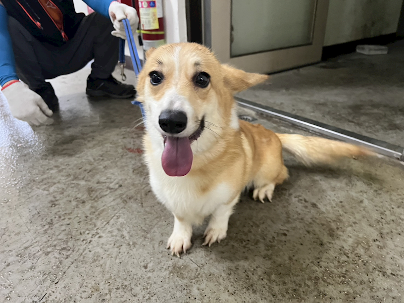 桃園市動物保護教育園區,編號:427114, 威爾斯柯基犬              