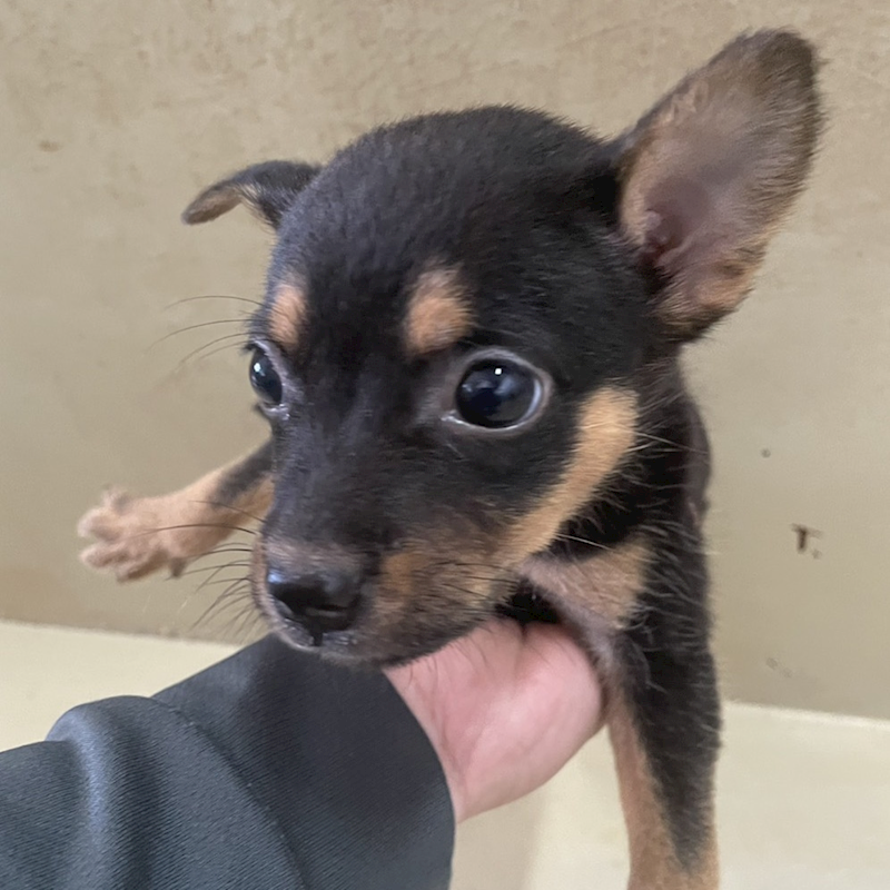 嘉義市動物保護教育園區,編號:418583, 混種犬          