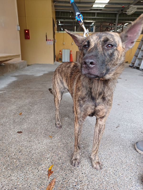 新北市中和區公立動物之家,編號:423440, 混種犬          